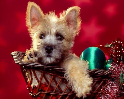 Holiday Pet Safety