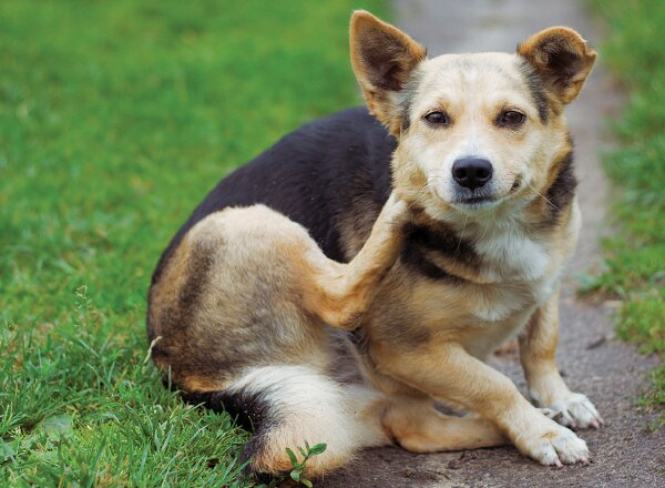 No Fleas...Please!