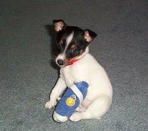 Pet Insurance