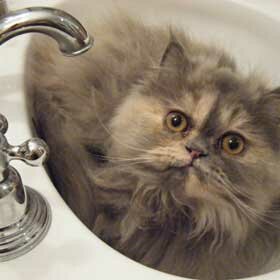 Healthy Cats