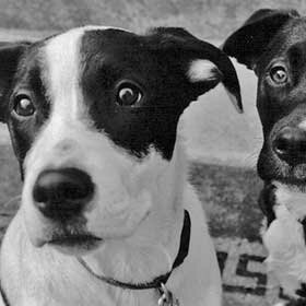 Pet Shelters